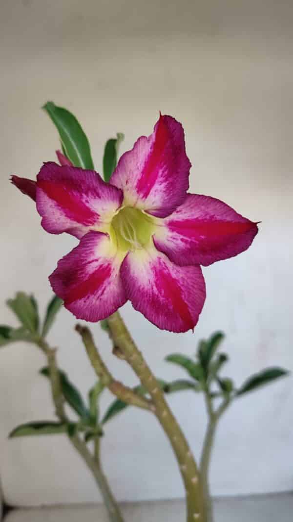 Planta Simples 3092 – 40cm – 03 anos - Imagem 1
