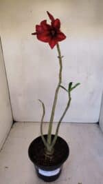 Planta Simples 3093 – 35cm – 03 anos - Imagem 2