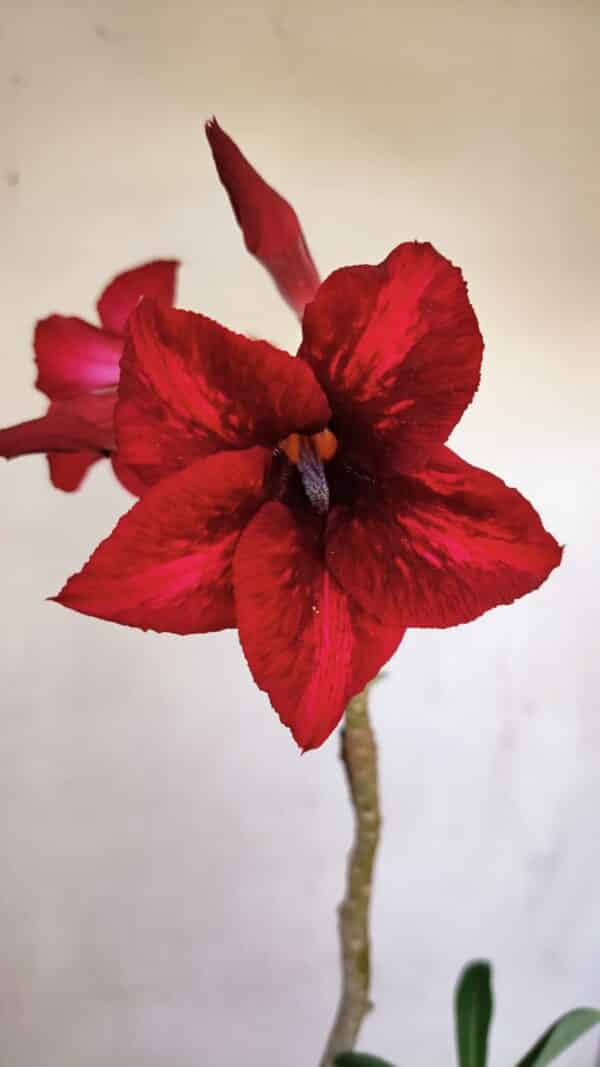 Planta Simples 3093 – 35cm – 03 anos - Imagem 1