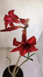Planta Simples 3093 – 35cm – 03 anos - Imagem 4