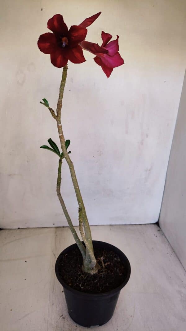 Planta Simples 3093 – 35cm – 03 anos - Imagem 6