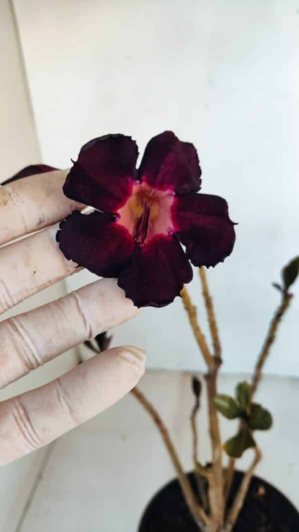 Planta Simples 3094 – 30cm – 02 anos - Imagem 1