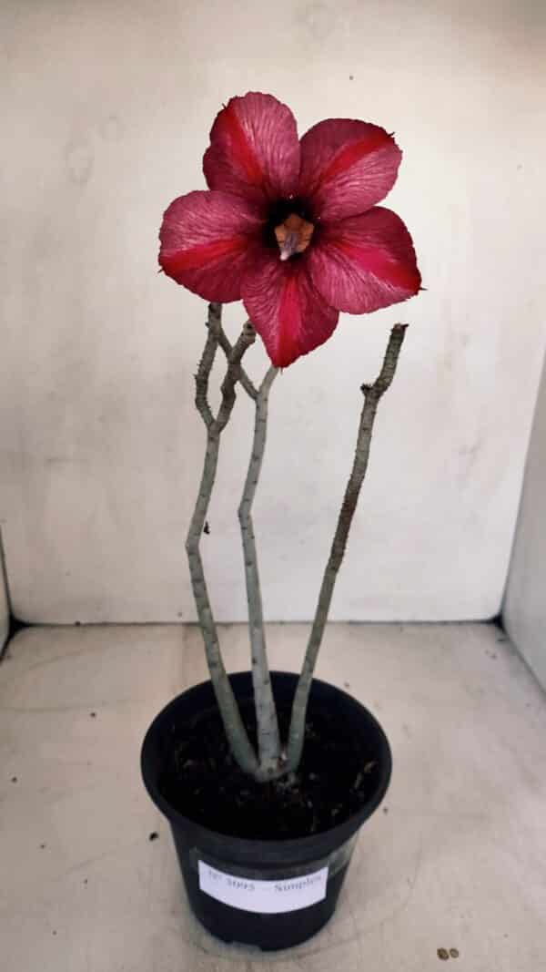 Planta Simples 3095 – 30cm – 02 anos - Imagem 2