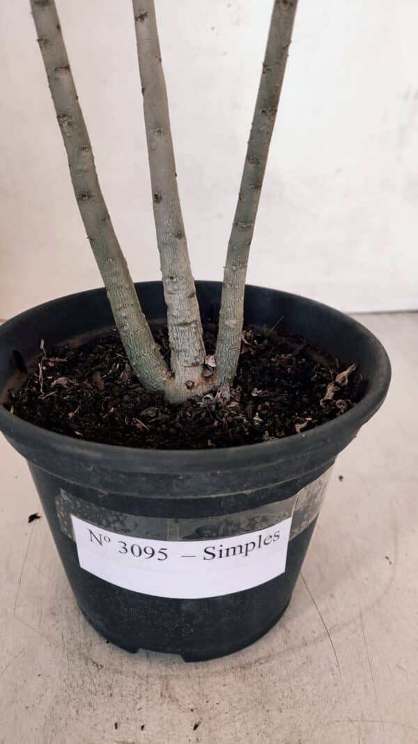Planta Simples 3095 – 30cm – 02 anos - Imagem 7
