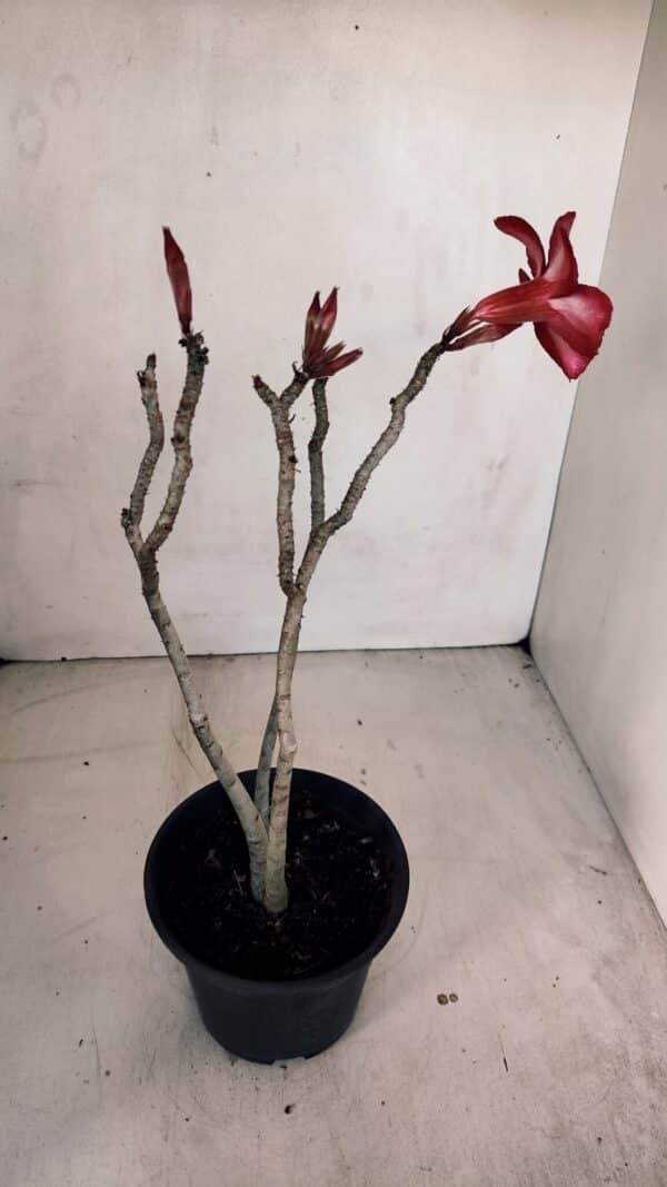 Planta Simples 3095 – 30cm – 02 anos - Imagem 5