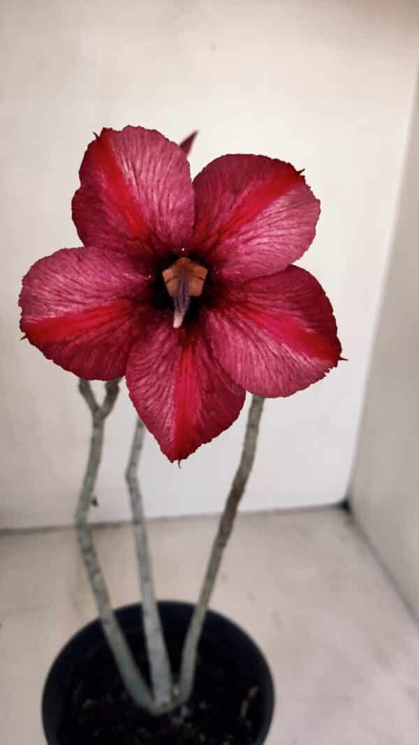 Planta Simples 3095 – 30cm – 02 anos - Imagem 1