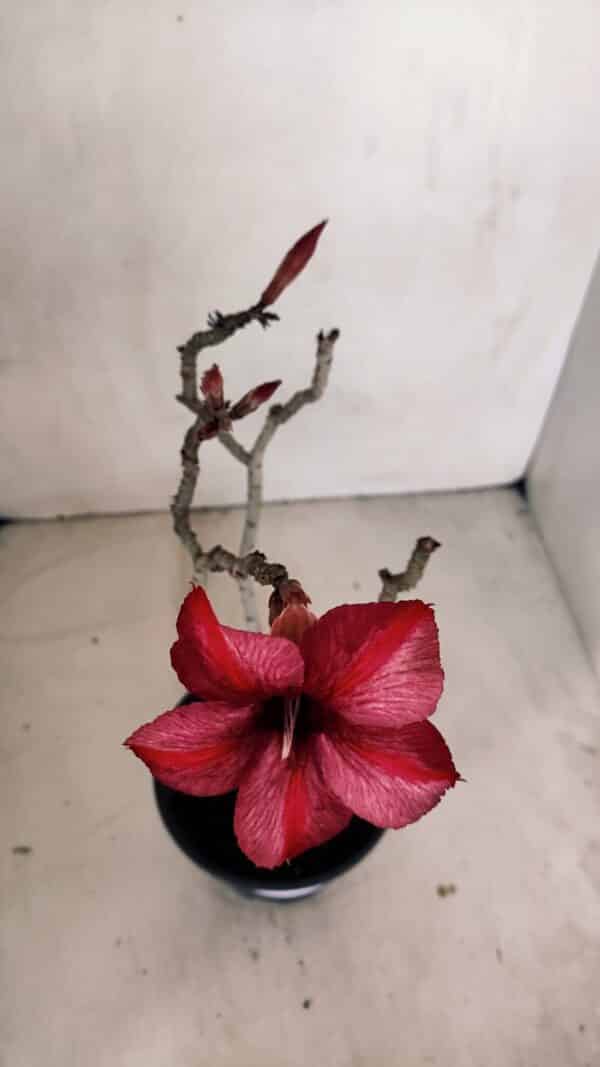 Planta Simples 3095 – 30cm – 02 anos - Imagem 4
