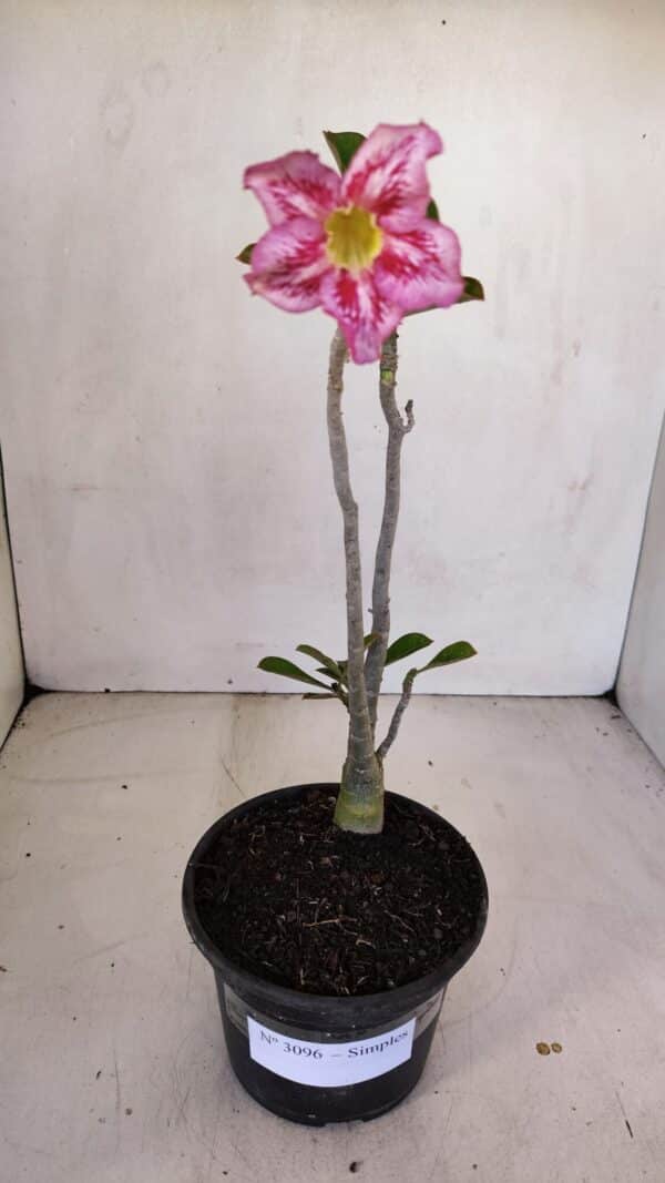 Planta Simples 3096 – 30cm – 02 anos - Imagem 2