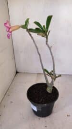 Planta Simples 3096 – 30cm – 02 anos - Imagem 7