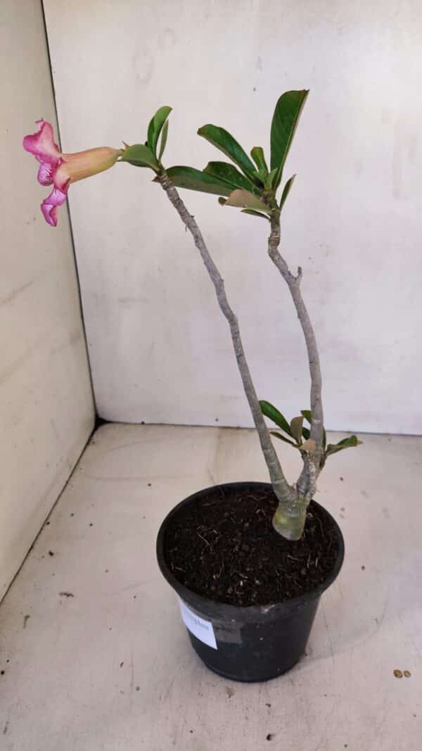 Planta Simples 3096 – 30cm – 02 anos - Imagem 7