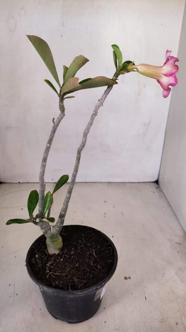 Planta Simples 3096 – 30cm – 02 anos - Imagem 6