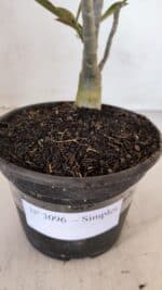 Planta Simples 3096 – 30cm – 02 anos - Imagem 5