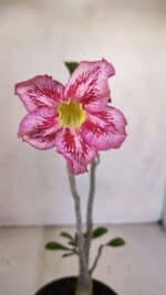 Planta Simples 3096 – 30cm – 02 anos