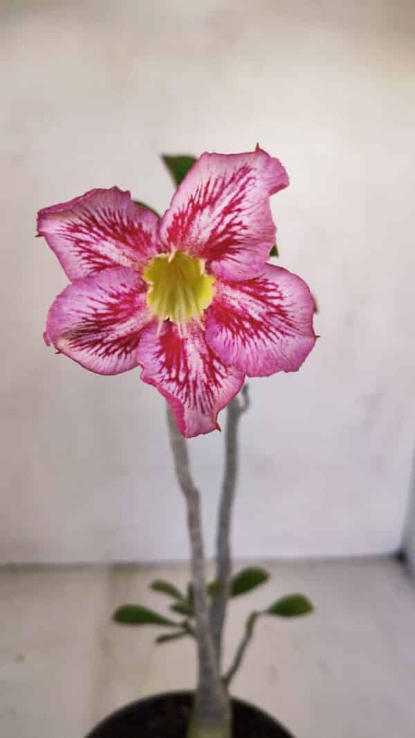 Planta Simples 3096 – 30cm – 02 anos - Imagem 1
