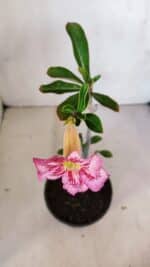 Planta Simples 3096 – 30cm – 02 anos - Imagem 4