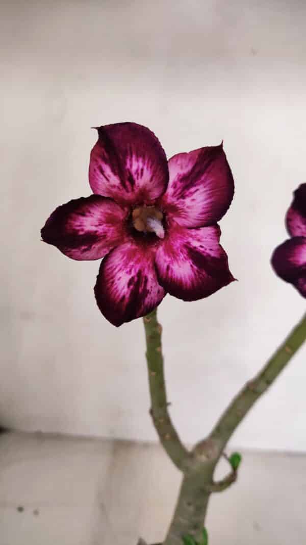 Planta Simples 3098 – 30cm – 02 anos - Imagem 4