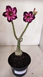 Planta Simples 3098 – 30cm – 02 anos - Imagem 8