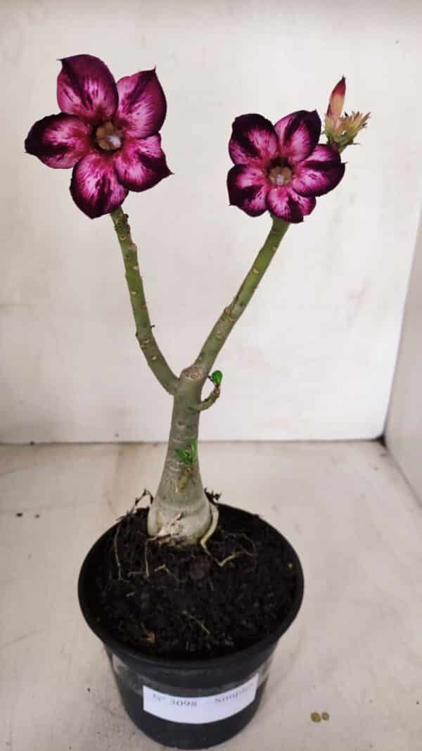 Planta Simples 3098 – 30cm – 02 anos - Imagem 8