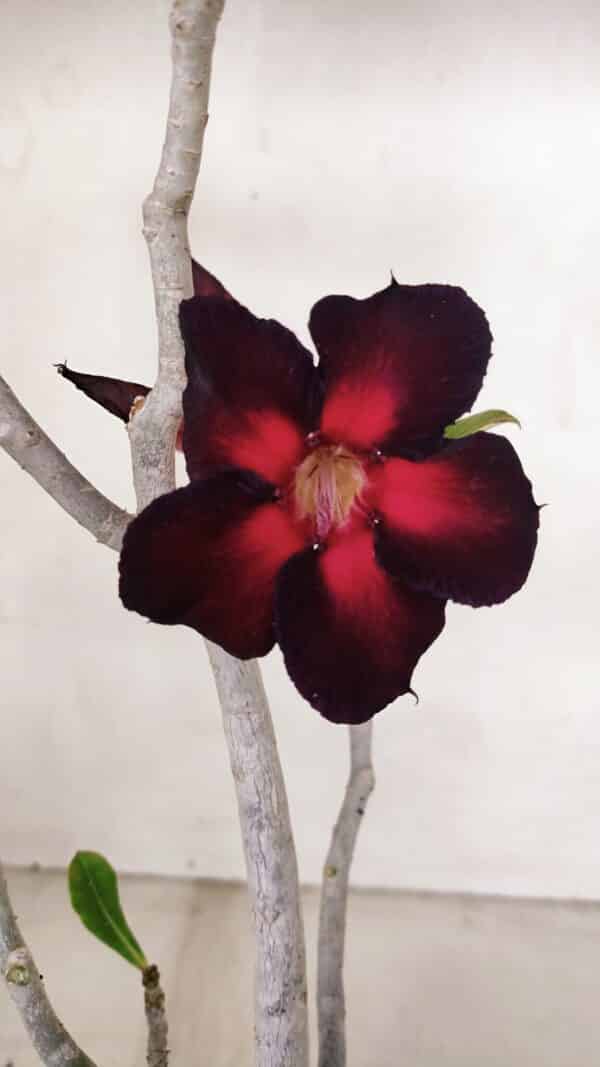 Planta Simples 3099 – 35cm – 03 anos - Imagem 1