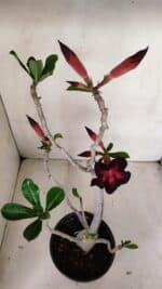 Planta Simples 3099 – 35cm – 03 anos - Imagem 5