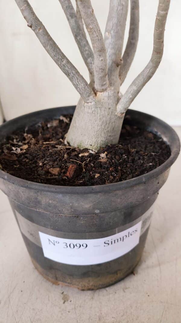 Planta Simples 3099 – 35cm – 03 anos - Imagem 4