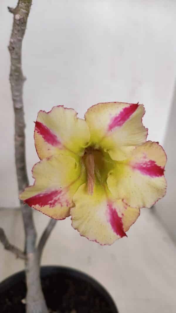 Planta Simples 3100 – 30cm – 02 anos - Imagem 1