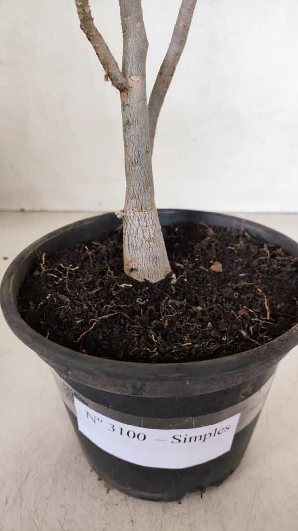 Planta Simples 3100 – 30cm – 02 anos - Imagem 7