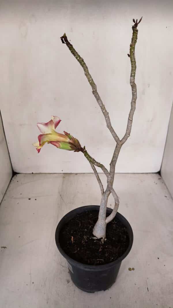 Planta Simples 3100 – 30cm – 02 anos - Imagem 6