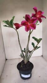 Planta Simples 3101 – 35cm – 03 anos - Imagem 2
