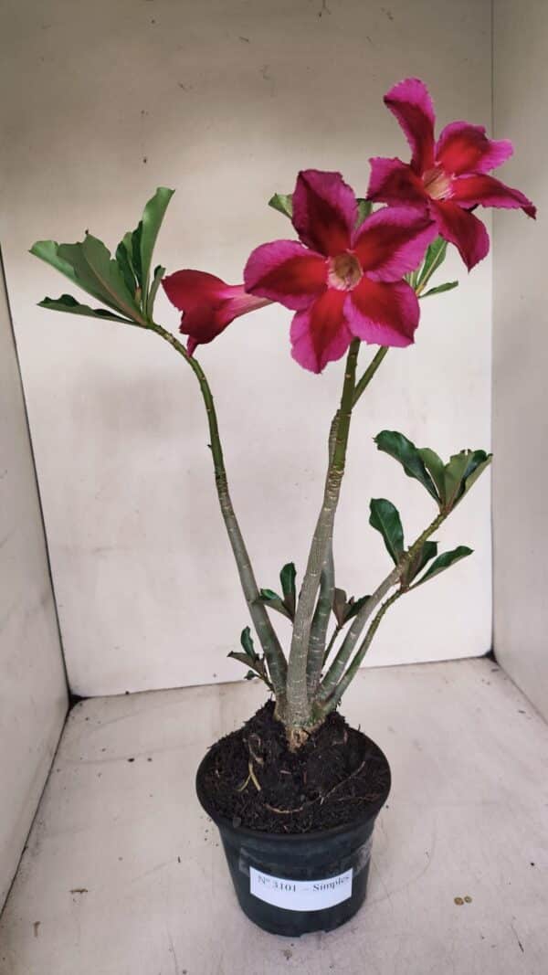 Planta Simples 3101 – 35cm – 03 anos - Imagem 2