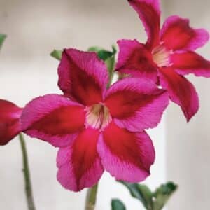 Planta Simples 3101 – 35cm – 03 anos