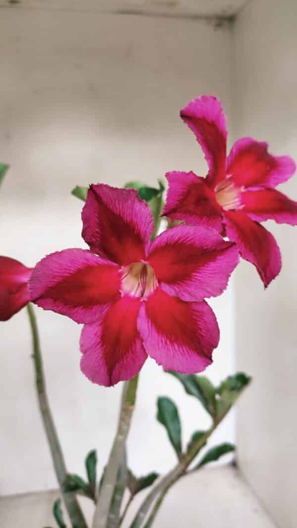 Planta Simples 3101 – 35cm – 03 anos - Imagem 1