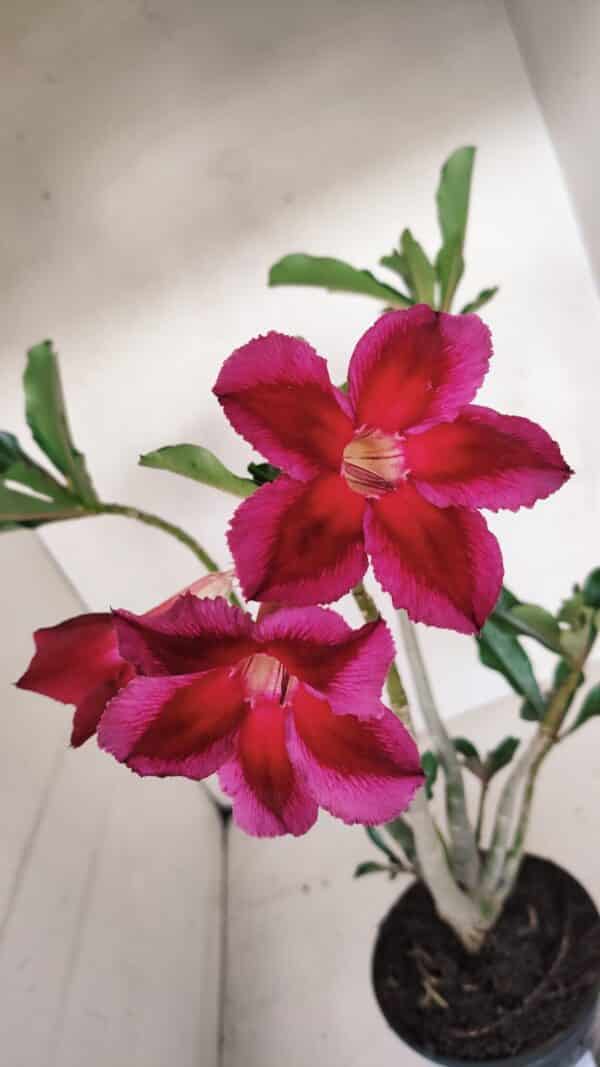 Planta Simples 3101 – 35cm – 03 anos - Imagem 4