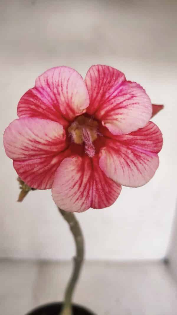 Planta Simples 3102 – 30cm – 02 anos - Imagem 1