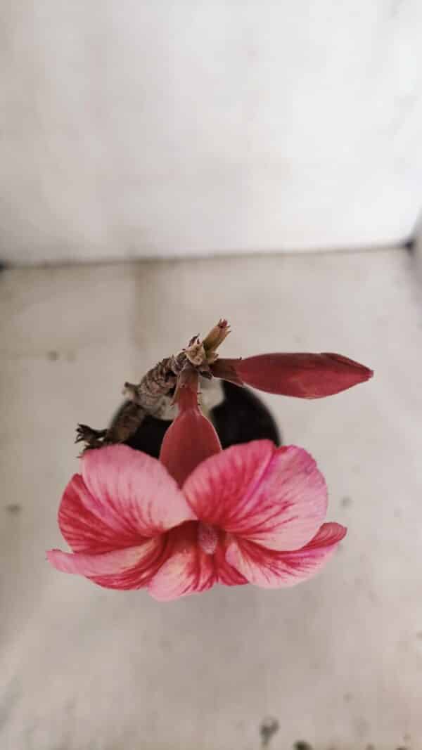 Planta Simples 3102 – 30cm – 02 anos - Imagem 4