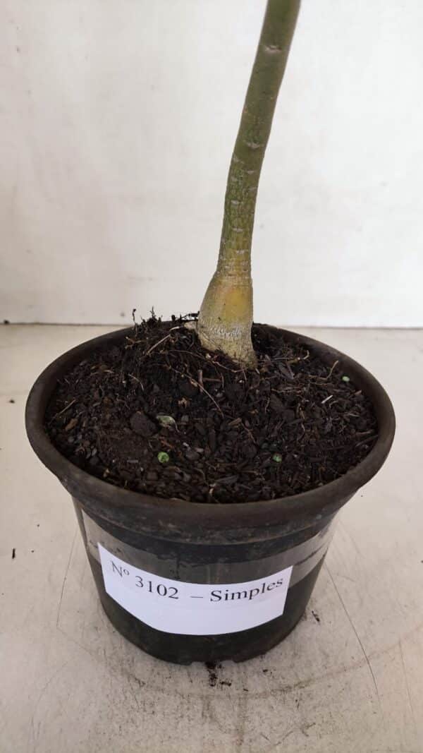 Planta Simples 3102 – 30cm – 02 anos - Imagem 6