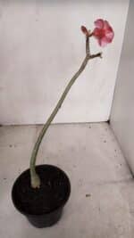Planta Simples 3102 – 30cm – 02 anos - Imagem 5