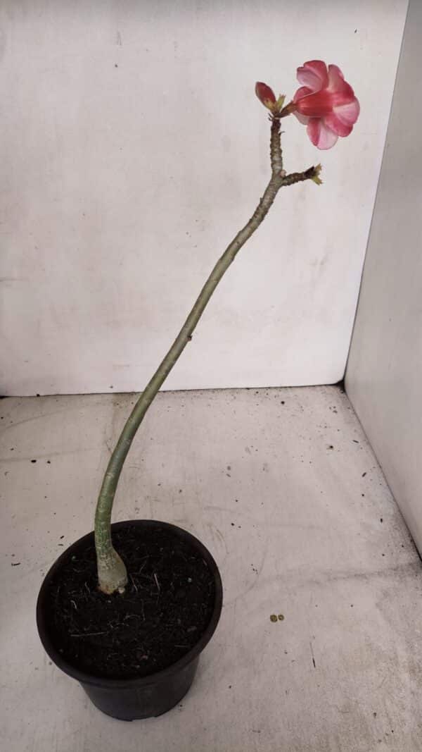Planta Simples 3102 – 30cm – 02 anos - Imagem 5
