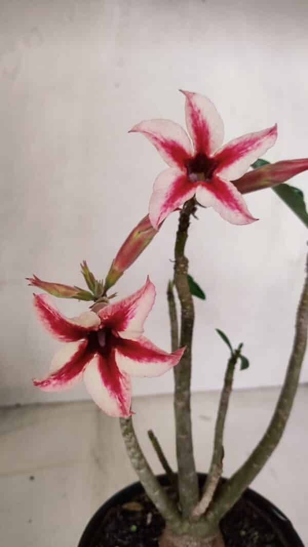 Planta Simples 3103 – 30cm – 03 anos - Imagem 1