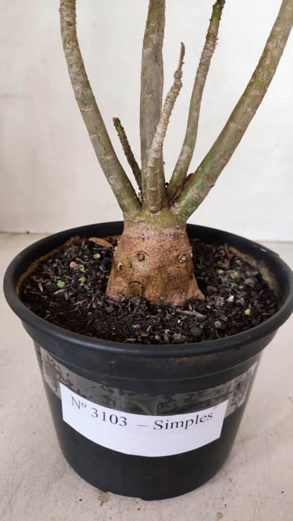 Planta Simples 3103 – 30cm – 03 anos - Imagem 7