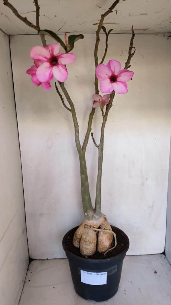 Planta Simples 3105 – 60cm – 04 anos - Imagem 1