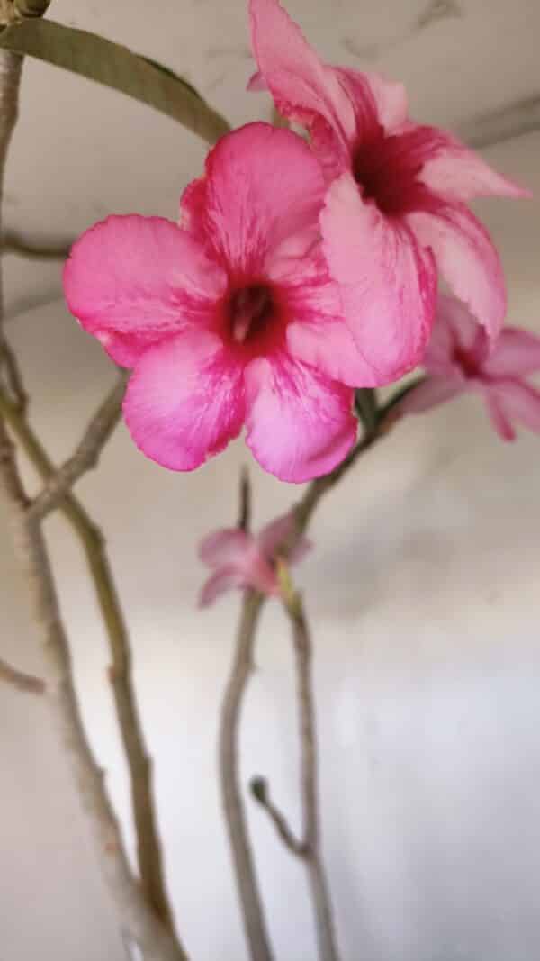 Planta Simples 3105 – 60cm – 04 anos - Imagem 4