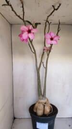 Planta Simples 3105 – 60cm – 04 anos - Imagem 12