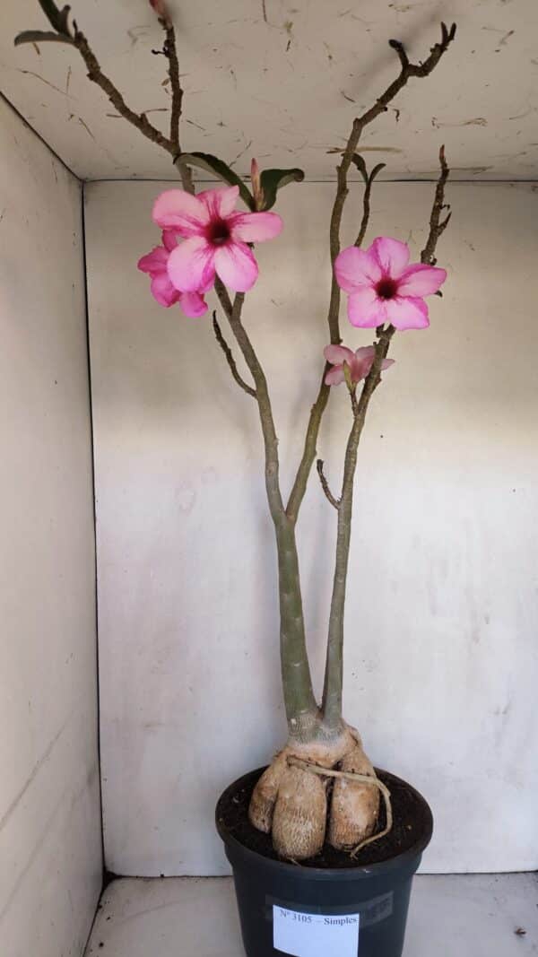 Planta Simples 3105 – 60cm – 04 anos - Imagem 12