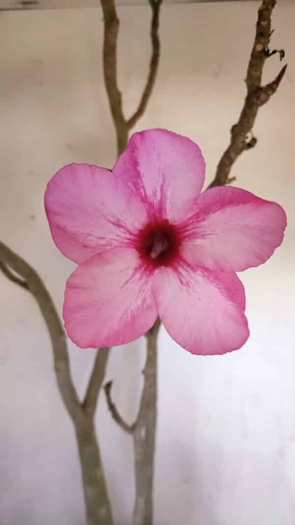 Planta Simples 3105 – 60cm – 04 anos - Imagem 3
