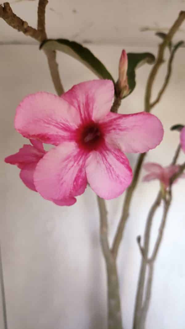 Planta Simples 3105 – 60cm – 04 anos - Imagem 6