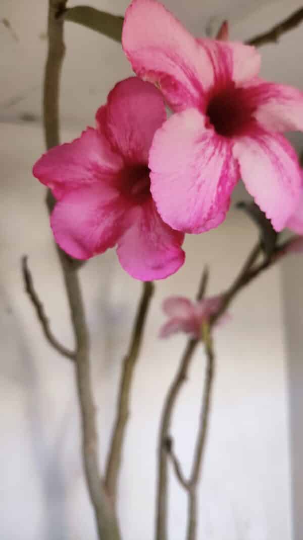 Planta Simples 3105 – 60cm – 04 anos - Imagem 5