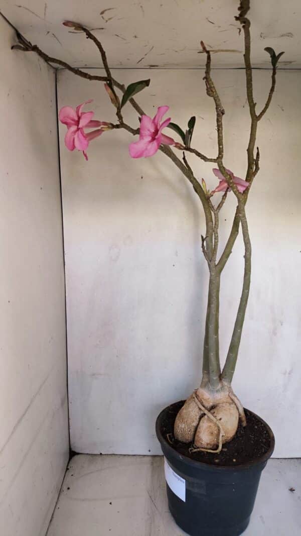 Planta Simples 3105 – 60cm – 04 anos - Imagem 11