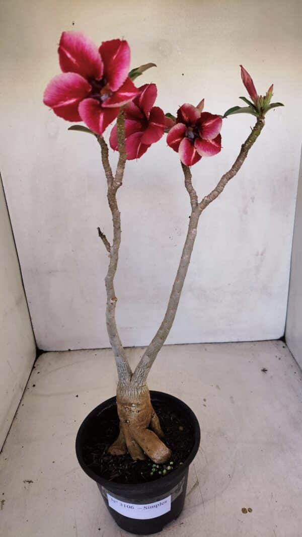 Planta Simples 3106 – 35cm – 03 anos - Imagem 2