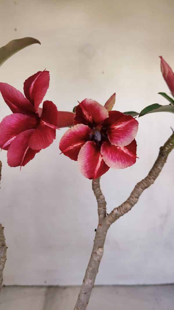 Planta Simples 3106 – 35cm – 03 anos - Imagem 1